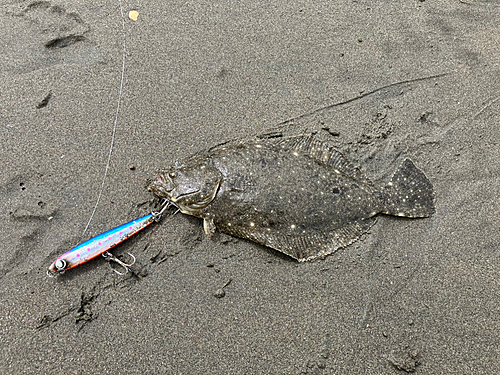 ソゲの釣果