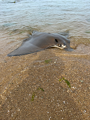 ナルトビエイの釣果