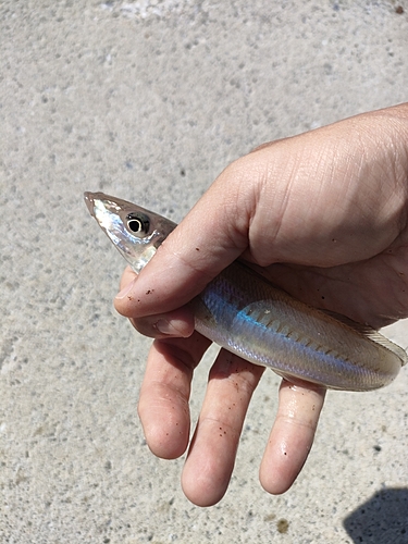 キスの釣果