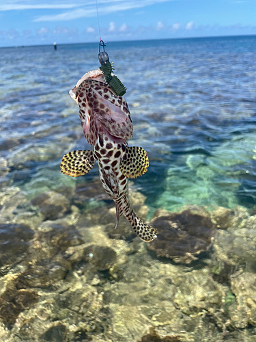 イシミーバイの釣果