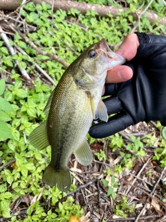 ラージマウスバスの釣果