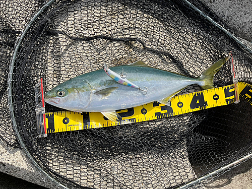 ハマチの釣果