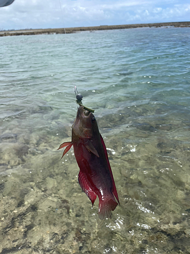 メギスの釣果