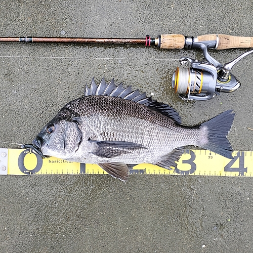 クロダイの釣果