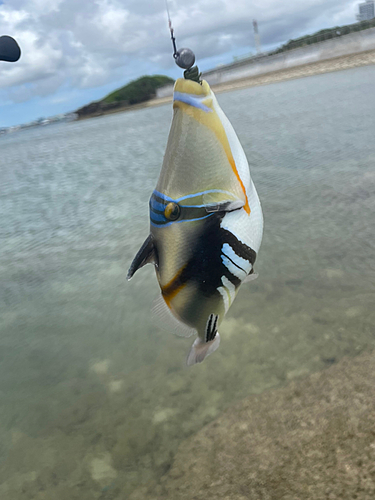 ムラサメモンガラの釣果