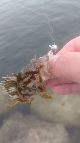 タケノコメバルの釣果