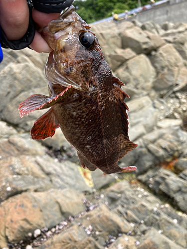 ムラソイの釣果