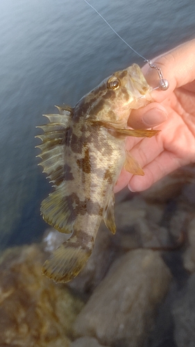 タケノコメバルの釣果