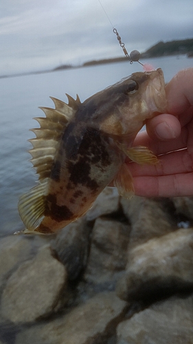 タケノコメバルの釣果