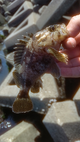 クロソイの釣果