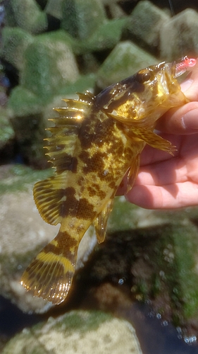 タケノコメバルの釣果