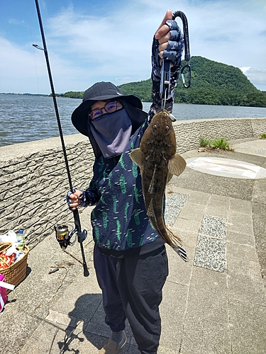 マゴチの釣果