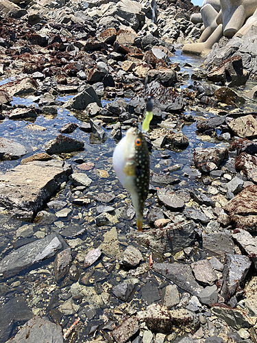 フグの釣果