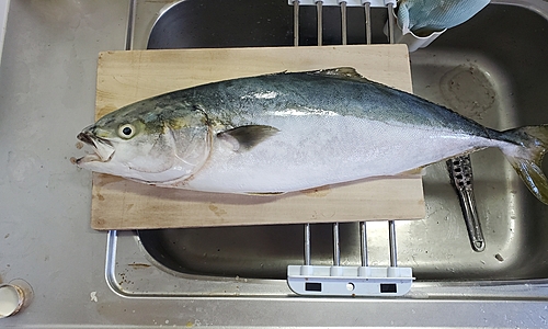 ワラサの釣果