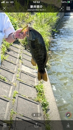 スモールマウスバスの釣果