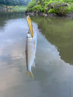 ハスの釣果