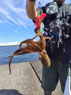 タコの釣果
