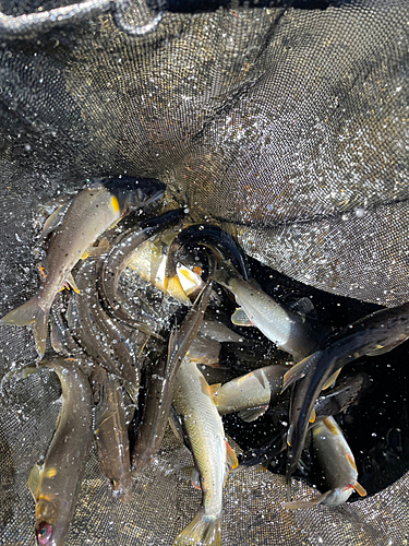 アユの釣果