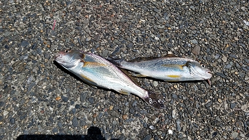 イシモチの釣果