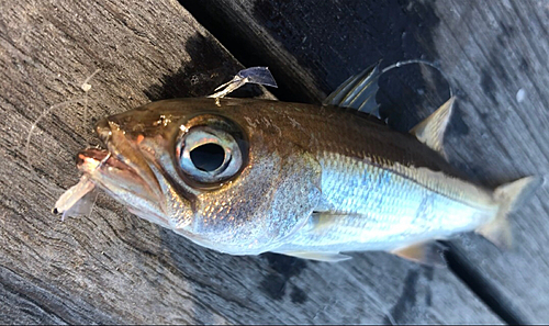 ムツの釣果