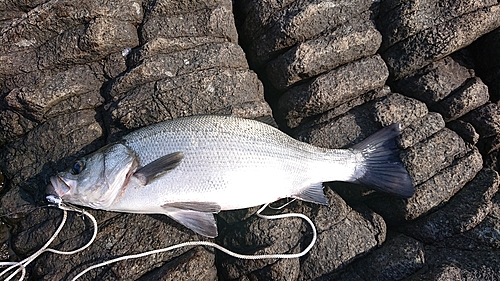 ヒラスズキの釣果