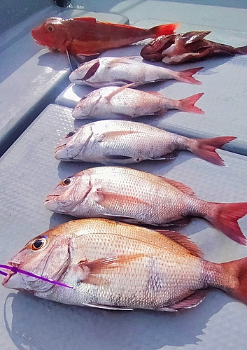 マダイの釣果