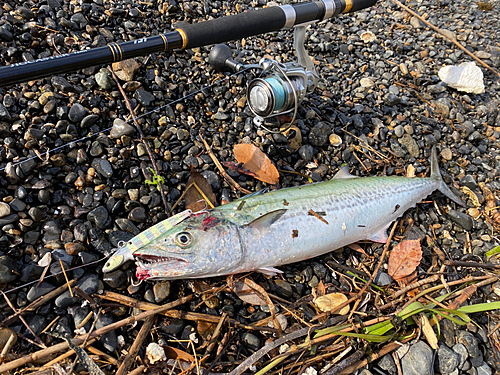 サゴシの釣果