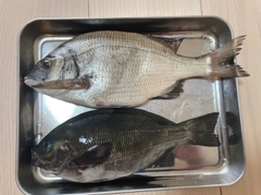 グレの釣果