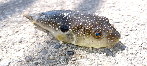 クサフグの釣果