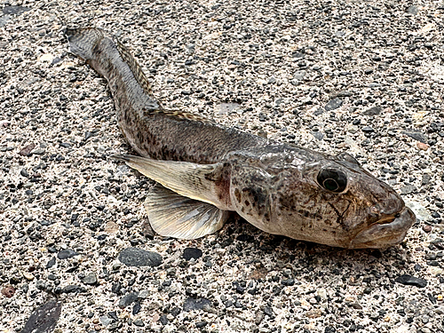 マハゼの釣果