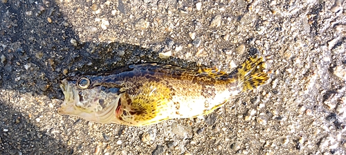 タケノコメバルの釣果