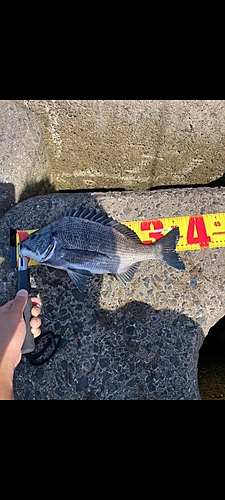 クロダイの釣果