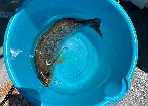 イサキの釣果