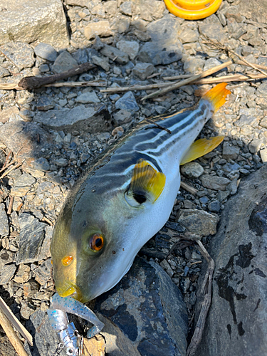 シマフグの釣果