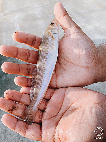 キスの釣果