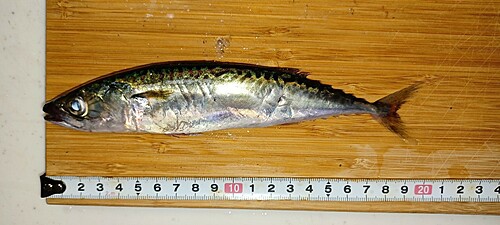 サバの釣果