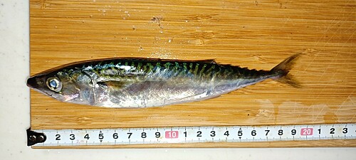 サバの釣果