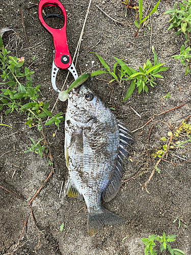 キビレの釣果