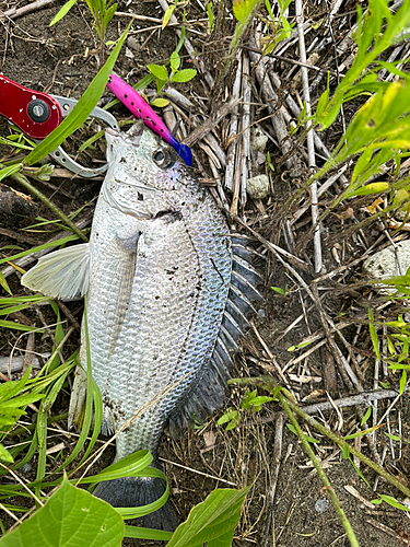 キビレの釣果