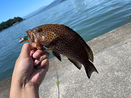 オオモンハタの釣果