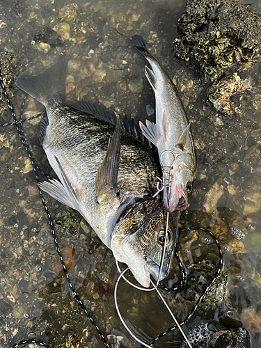 チヌの釣果