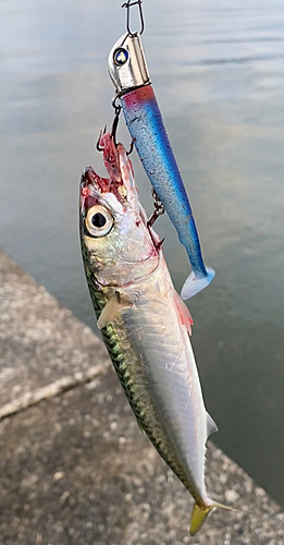 サバの釣果