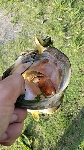 ブラックバスの釣果