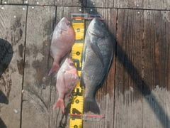 チヌの釣果