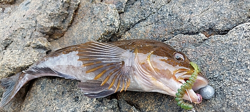 アイナメの釣果