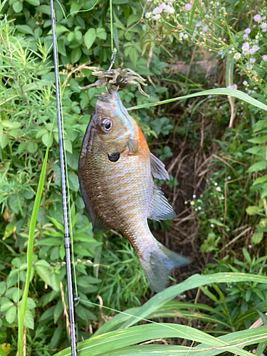 ブルーギルの釣果