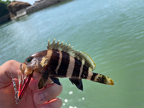 アオハタの釣果