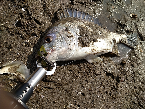 キビレの釣果