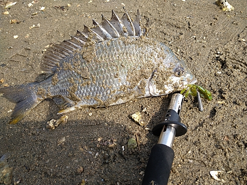 キビレの釣果