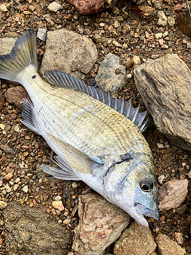 ミナミクロダイの釣果